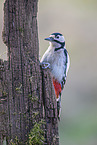 great spotted woodpecker