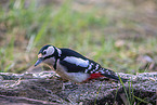 great spotted woodpecker