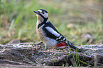 great spotted woodpecker