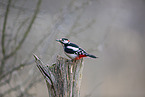 great spotted woodpecker