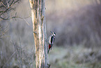 great spotted woodpecker