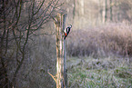great spotted woodpecker
