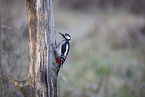 great spotted woodpecker