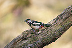 great spotted woodpecker