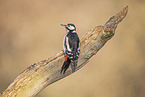 great spotted woodpecker