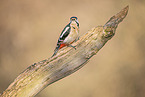 great spotted woodpecker