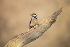 great spotted woodpecker