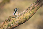 great spotted woodpecker