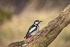 great spotted woodpecker