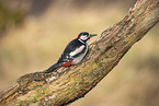 great spotted woodpecker