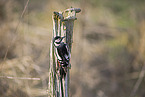 great spotted woodpecker