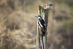 great spotted woodpecker