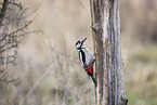 great spotted woodpecker