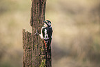 great spotted woodpecker