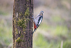 great spotted woodpecker
