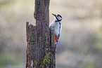 great spotted woodpecker
