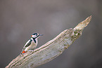 great spotted woodpecker
