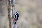 great spotted woodpecker