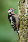 great spotted woodpecker