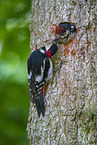 great spotted woodpeckers