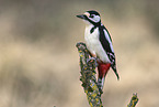 great spotted woodpecker