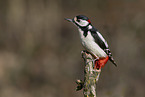 great spotted woodpecker