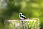 great spotted woodpecker