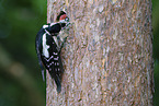 great spotted woodpecker