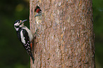 great spotted woodpecker