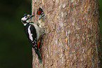 great spotted woodpecker
