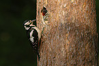 great spotted woodpecker