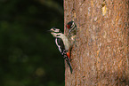 great spotted woodpecker