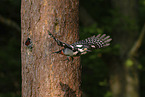 great spotted woodpecker