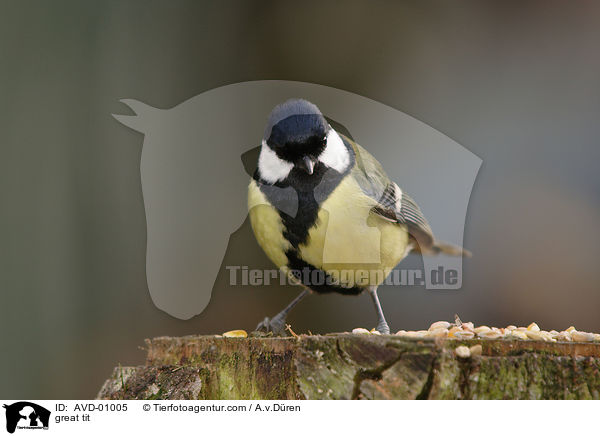 great tit / AVD-01005