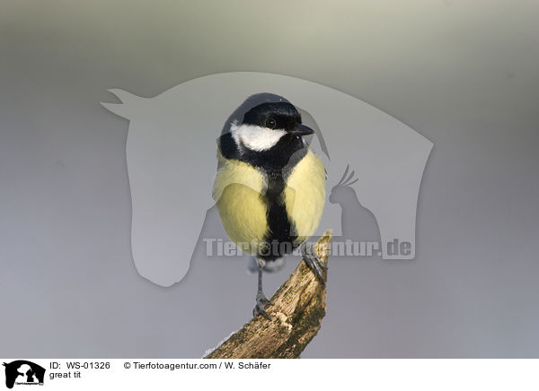 great tit / WS-01326