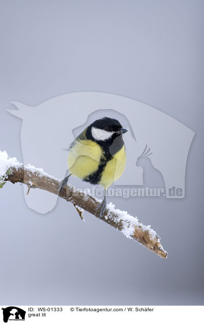Kohlmeise / great tit / WS-01333