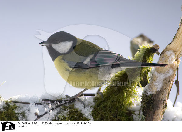 great tit / WS-01336