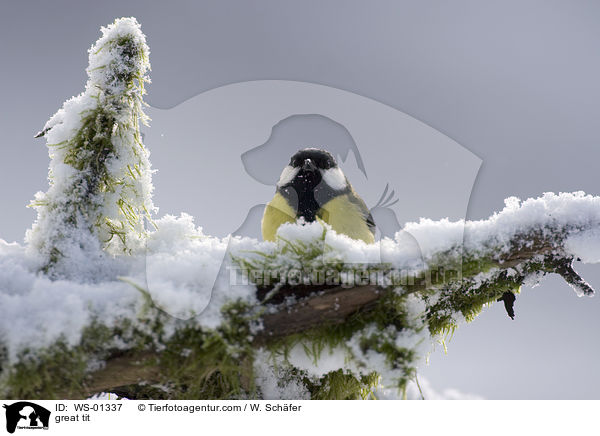 great tit / WS-01337