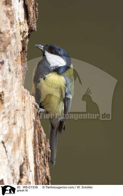 great tit / WS-01338