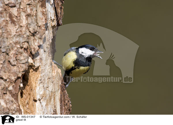 great tit / WS-01347