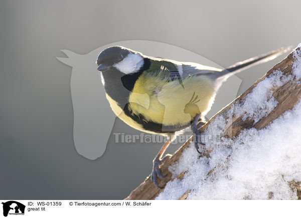great tit / WS-01359