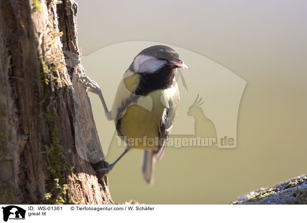 great tit / WS-01361