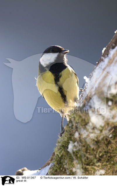 great tit / WS-01367