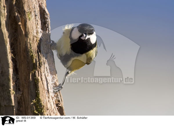 great tit / WS-01369
