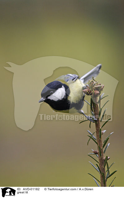 great tit / AVD-01182