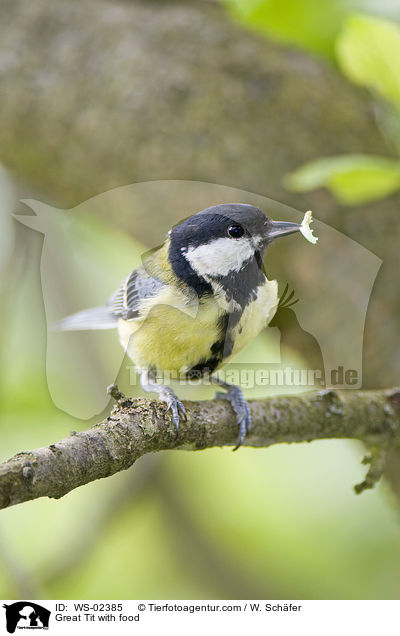 Great Tit with food / WS-02385