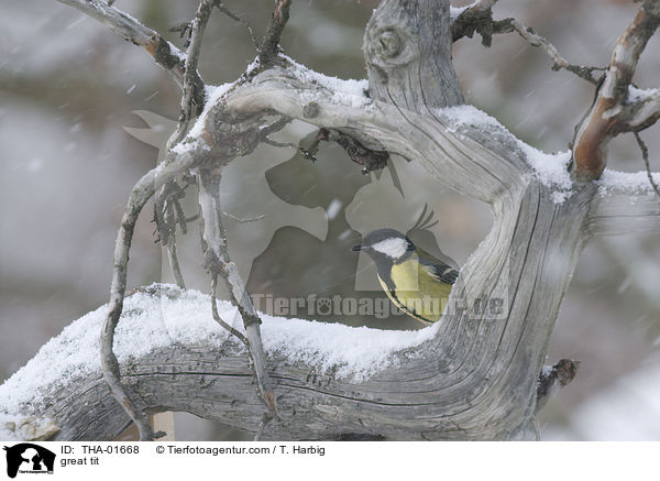 great tit / THA-01668
