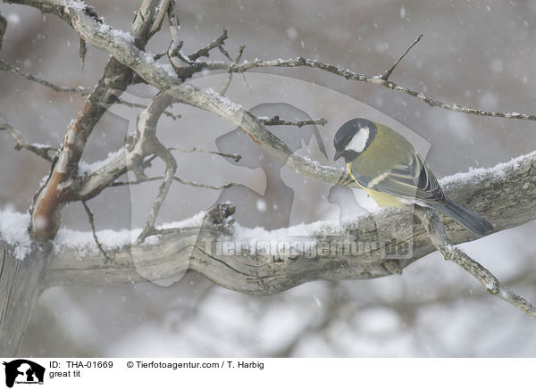 great tit / THA-01669