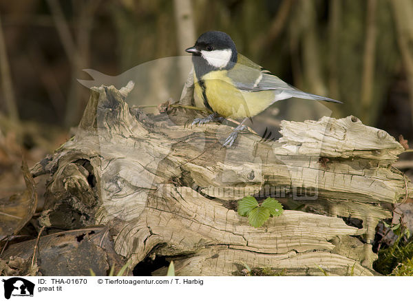 great tit / THA-01670