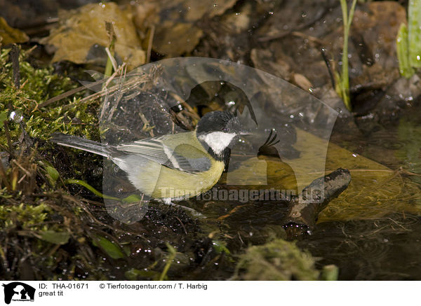 great tit / THA-01671
